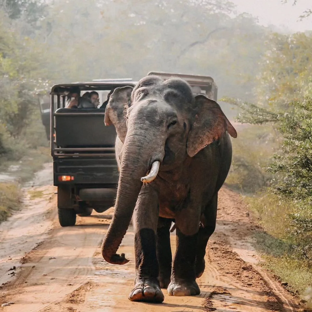 Wild Elephant Encounter